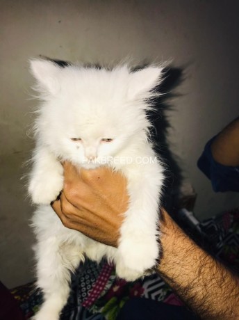 triple-coat-white-persian-kittens-big-2