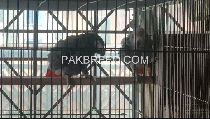 african-gray-confirm-breeder-pair-with-dna-big-0