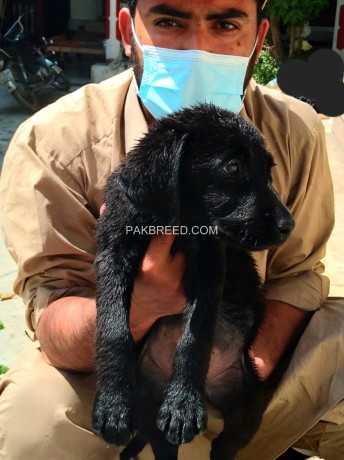 labrador-american-male-puppy-available-for-new-home-big-2