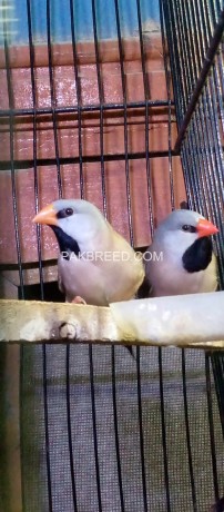 exotic-finches-big-3