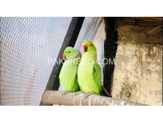 Ringneck parrot breeding pair
