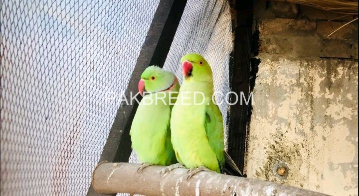 ringneck-parrot-breeding-pair-big-0