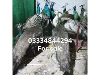 Peacock for sale