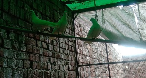 white-fence-pigeon-pair-for-sale-big-3
