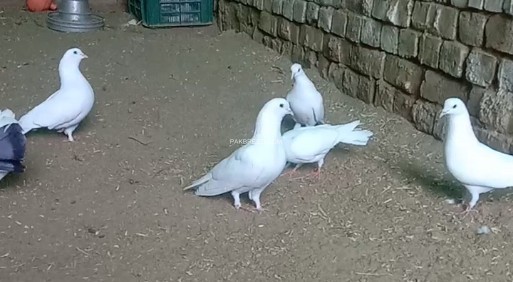 white-fence-pigeon-pair-for-sale-big-2