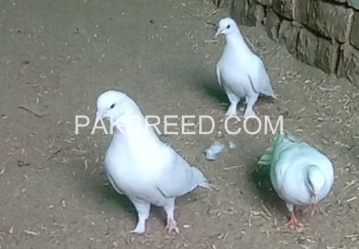 white-fence-pigeon-pair-for-sale-big-0