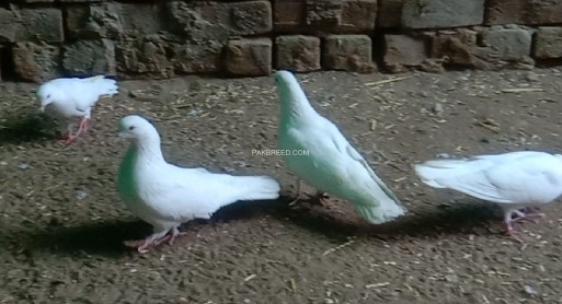 white-fence-pigeon-pair-for-sale-big-1