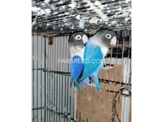 1 Breeder Pair Violent Blue Love Bird
