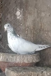 aseel-pigeons-pure-tedi-and-pure-golden-big-0