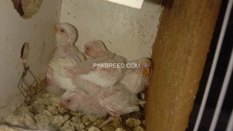 8-australian-red-eye-white-parrots-5-new-born-baby-parrots-big-4