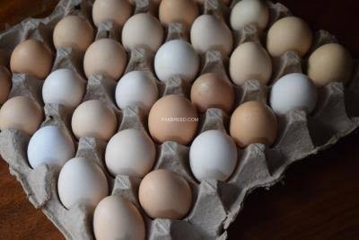 pure-aseel-eggs-big-0