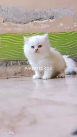 persian-kittens-big-3