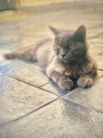 persian-cat-female-big-0