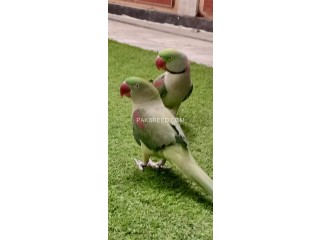 Raw kashmiri talking parrot pair