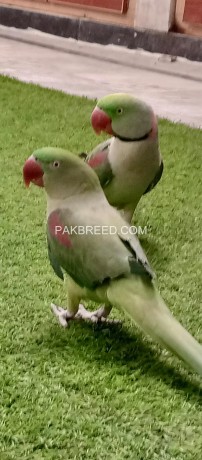 raw-kashmiri-talking-parrot-pair-big-0