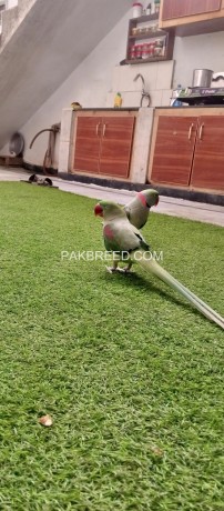 raw-kashmiri-talking-parrot-pair-big-1