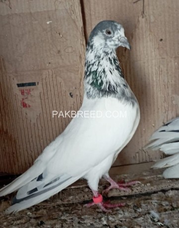 all-types-of-pigeon-big-0