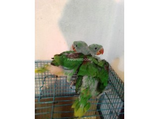 Kashmiri Raw Parrot chicks for sale