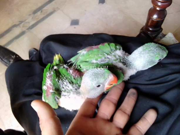 kashmiri-raw-parrot-chicks-for-sale-big-3