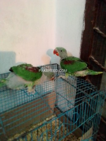 kashmiri-raw-parrot-chicks-for-sale-big-4
