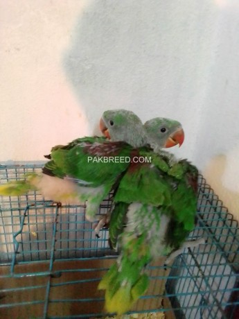 kashmiri-raw-parrot-chicks-for-sale-big-0