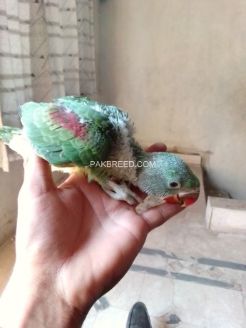 kashmiri-raw-parrot-chicks-for-sale-big-1