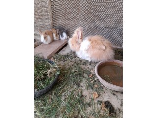 Rabbits Taddy Bear Dawrf Bunnies for Sale, Available in Quetta