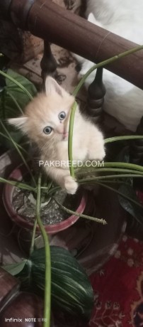 persian-kittens-big-1