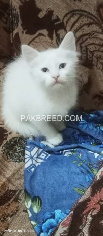 persian-kittens-big-2