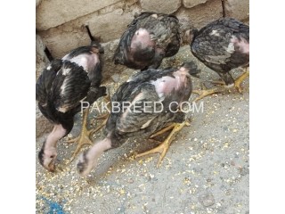 Aseel thai imported breed chicks 6 month