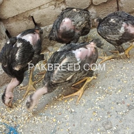aseel-thai-imported-breed-chicks-6-month-big-0