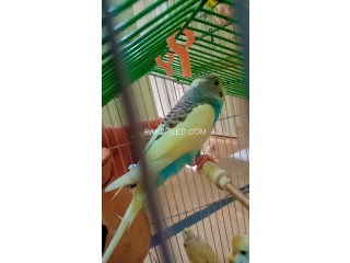 Beautiful budgie's ..a one of the things adding decorations to your house best for breed