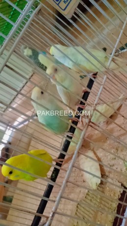 beautiful-budgies-a-one-of-the-things-adding-decorations-to-your-house-best-for-breed-big-4
