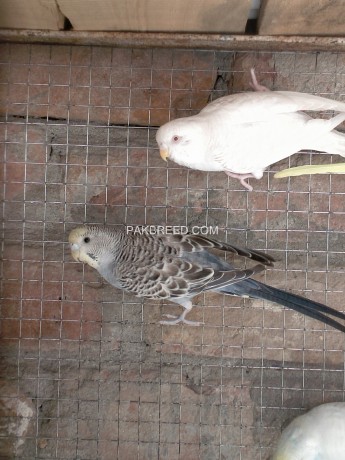 australian-parrots-taqrebn-14-pair-hain-sub-sale-krney-hain-big-4