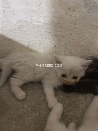 persian-cats-for-sale-big-3