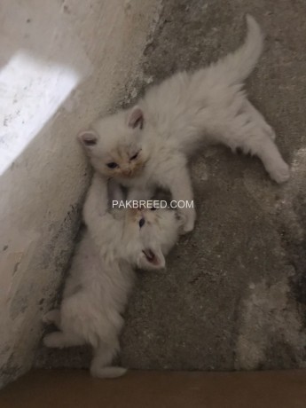 persian-cats-for-sale-big-1
