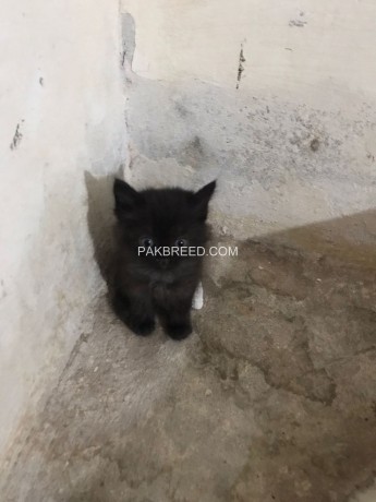 persian-cats-for-sale-big-2