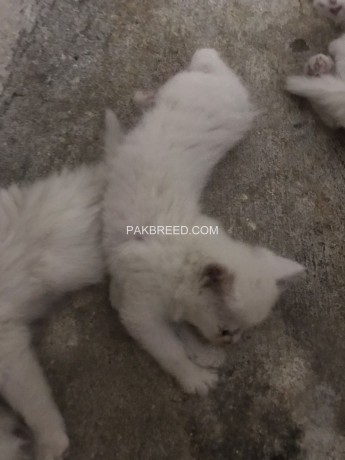persian-cats-for-sale-big-0