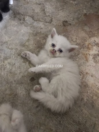 persian-cats-for-sale-big-4