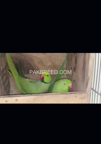 for-sel-green-ring-nick-parrot-ka-brdeer-pir-pull-big-1