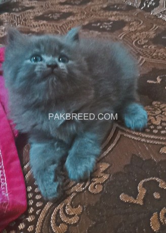 persian-kittens-blackgrey-for-sale-big-1