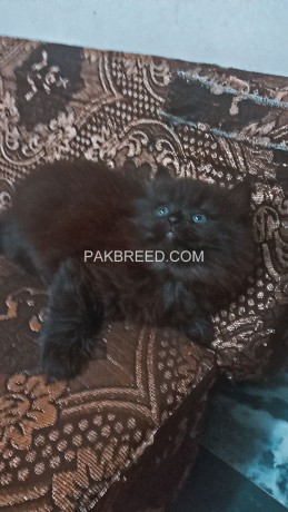persian-kittens-blackgrey-for-sale-big-0