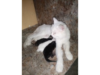 Pure Persian triple coated cat with four babies for sale