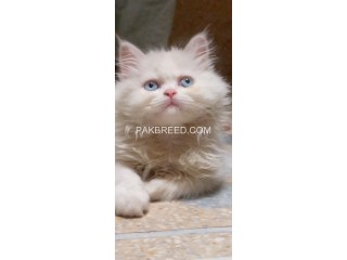 Persian Cat for Sale