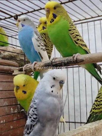 cage-pinjra-with-8-parrots-2-doli-2-water-bottles-big-1