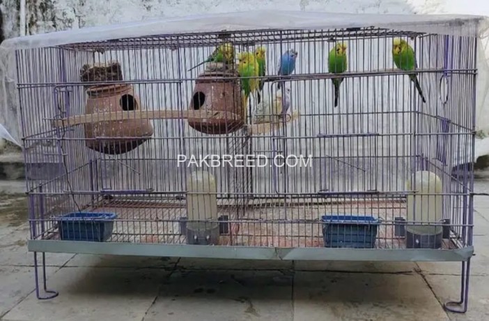 cage-pinjra-with-8-parrots-2-doli-2-water-bottles-big-0