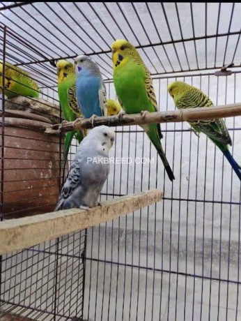 cage-pinjra-with-8-parrots-2-doli-2-water-bottles-big-3