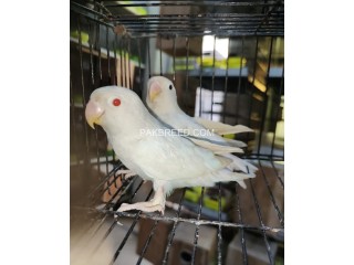 Albino red eyes black eyes patha available