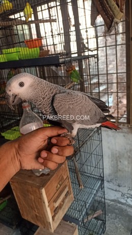 african-grey-parrot-big-2