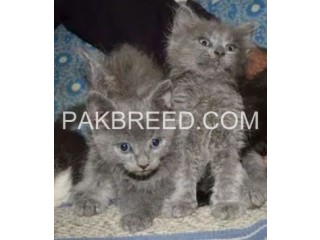 British kittens Turkish ragdoll Persian siamese Norway Kittens